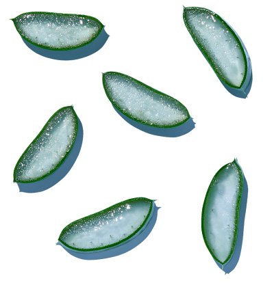 Odkrijte izredne vlažilne sposobnosti vseh oblik aloe vere v negi koži.